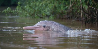 A pink river dolphin surfacing in the Amazon waters of Peru