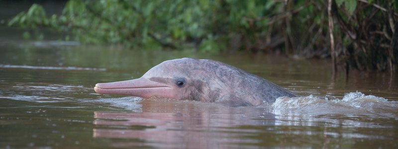 A pink river dolphin surfacing in the Amazon waters of Peru
