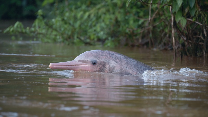 A pink river dolphin surfacing in the Amazon waters of Peru