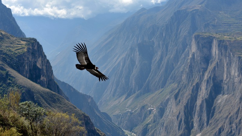 An Andean condor soaring above a deep canyon in Peru