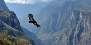 An Andean condor soaring above a deep canyon in Peru
