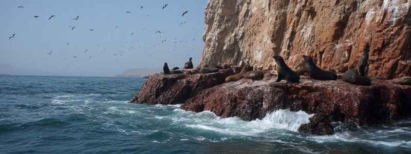 Sea lions and seabirds on the rocky Ballestas Islands near Paracas