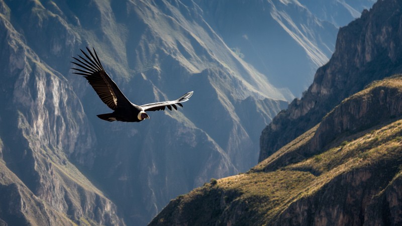 Andean condor gliding over the vast Colca Canyon in Peru