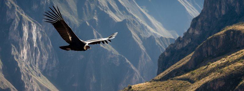 Andean condor gliding over the vast Colca Canyon in Peru
