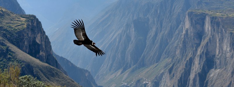An Andean condor soaring above a deep canyon in Peru