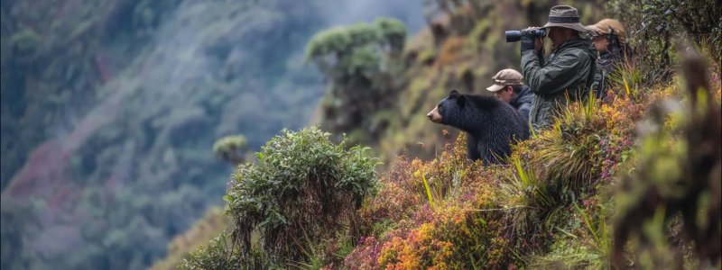 Wildlife enthusiasts observing Andean spectacled bears in cloud forest near Machu Picchu, using binoculars to spot colorful birds like cock-of-the-rock, and photographing vicuñas grazing on high mountain slopes with respectful distance