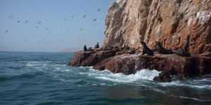 Sea lions and seabirds on the rocky Ballestas Islands near Paracas