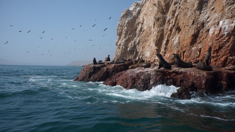 Sea lions and seabirds on the rocky Ballestas Islands near Paracas