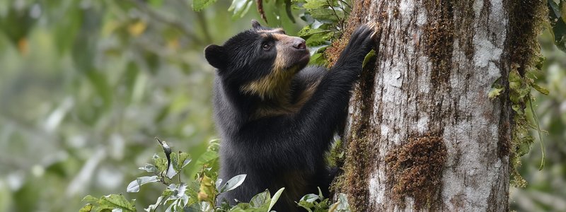 A spectacled bear climbing a tree in the Peruvian cloud forest