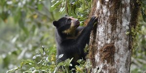 A spectacled bear climbing a tree in the Peruvian cloud forest