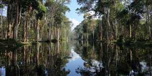Mirror‑like water reflecting trees in Pacaya‑Samiria National Reserve