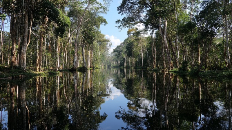Mirror‑like water reflecting trees in Pacaya‑Samiria National Reserve