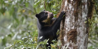 A spectacled bear climbing a tree in the Peruvian cloud forest