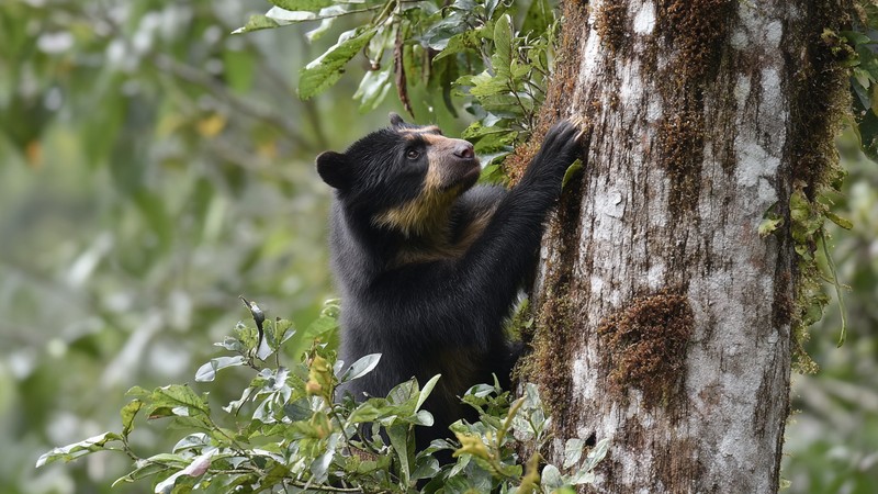 A spectacled bear climbing a tree in the Peruvian cloud forest
