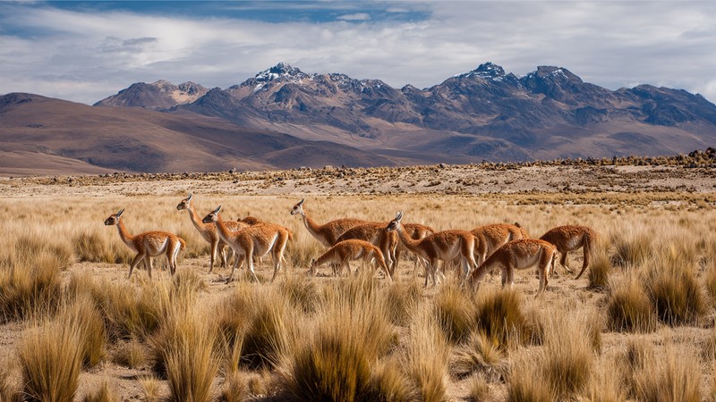 A herd of vicuñas grazing on the Peruvian altiplano