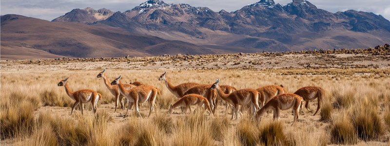 A herd of vicuñas grazing on the Peruvian altiplano