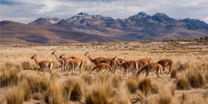 A herd of vicuñas grazing on the Peruvian altiplano