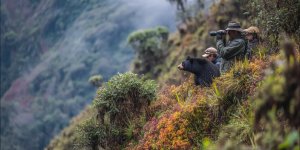 Wildlife enthusiasts observing Andean spectacled bears in cloud forest near Machu Picchu, using binoculars to spot colorful birds like cock-of-the-rock, and photographing vicuñas grazing on high mountain slopes with respectful distance